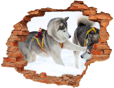 Vinilo pared rota 3d efecto realista Huskies siberianos en acción