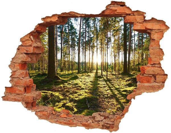 Vinilo pared rota 3d efecto realista Claro del bosque por la mañana