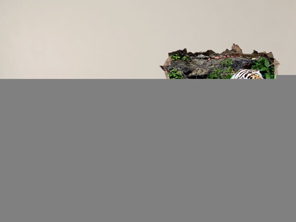 Vinilo pared rota 3d efecto realista Tigre en su hábitat natural
