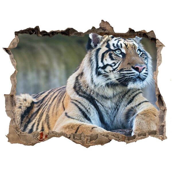 Pegatina agujero en la pared autoadhesiva Tigre en estado salvaje