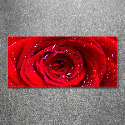 Foto en metacrilato horizontal Flor de rosa