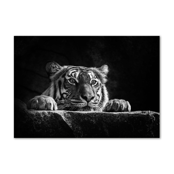 Foto en metacrilato horizontal Tigre