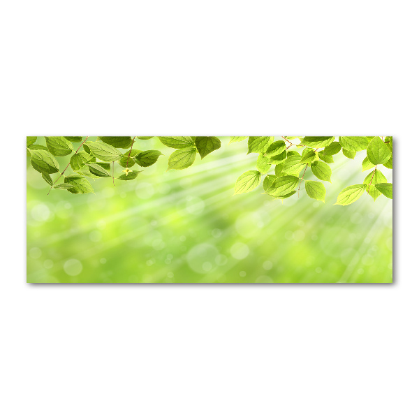 Cuadro metacrilato horizontal Hojas