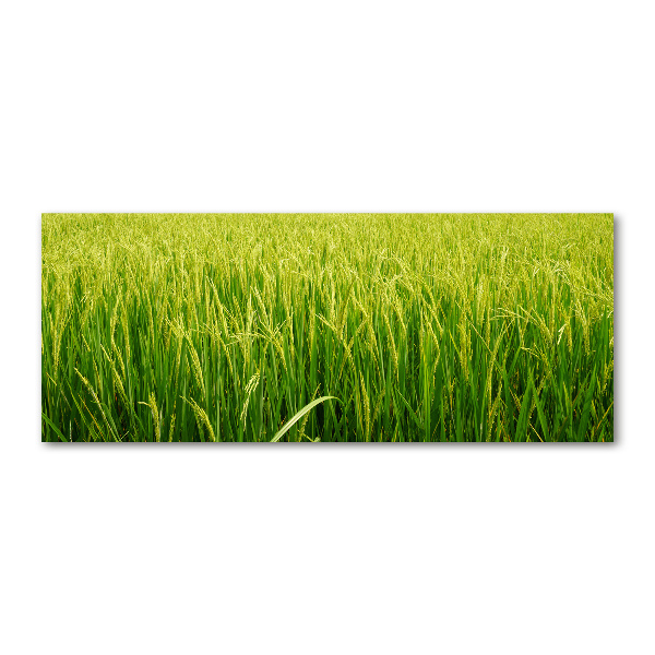 Cuadro metacrilato horizontal Campo de arroz