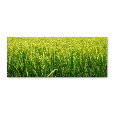 Cuadro metacrilato horizontal Campo de arroz
