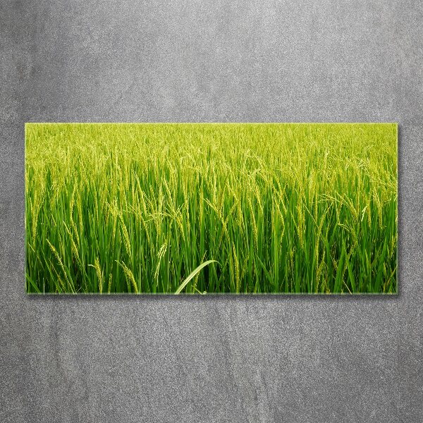 Cuadro metacrilato horizontal Campo de arroz
