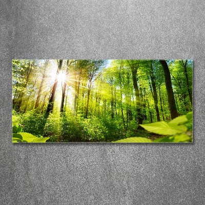 Foto en metacrilato horizontal Bosque al sol