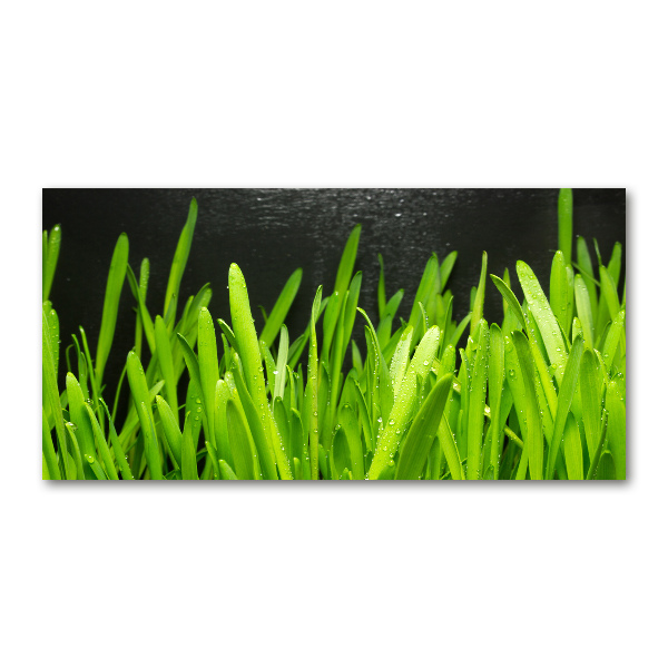 Obraz zdjęcie na scianę pleksi Trawa