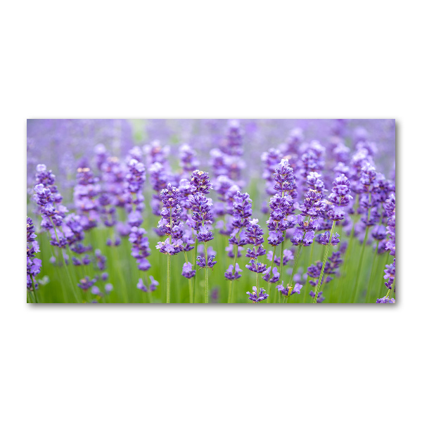 Foto en metacrilato horizontal Lavanda