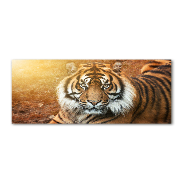 Pintura en acrílico horizontal tigre de Bengala