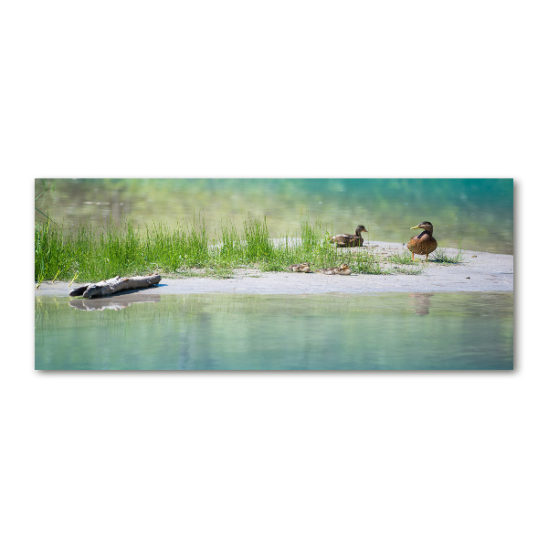 Foto en metacrilato horizontal Patos junto al agua