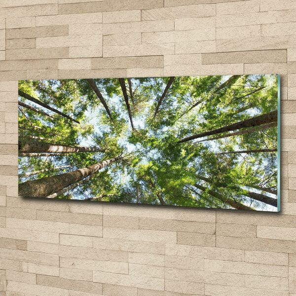 Cuadro metacrilato horizontal Corona del árbol