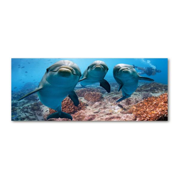 Cuadro metacrilato horizontal Delfines