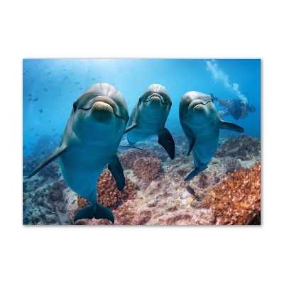 Cuadro metacrilato horizontal Delfines