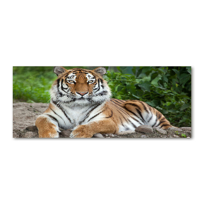 Pintura en acrílico horizontal tigre siberiano