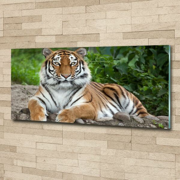 Pintura en acrílico horizontal tigre siberiano