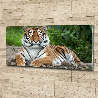 Pintura en acrílico horizontal tigre siberiano