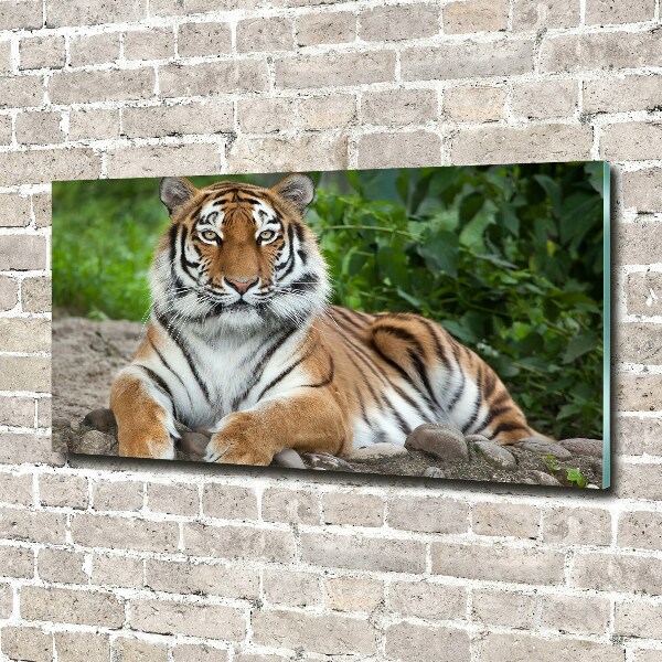 Pintura en acrílico horizontal tigre siberiano
