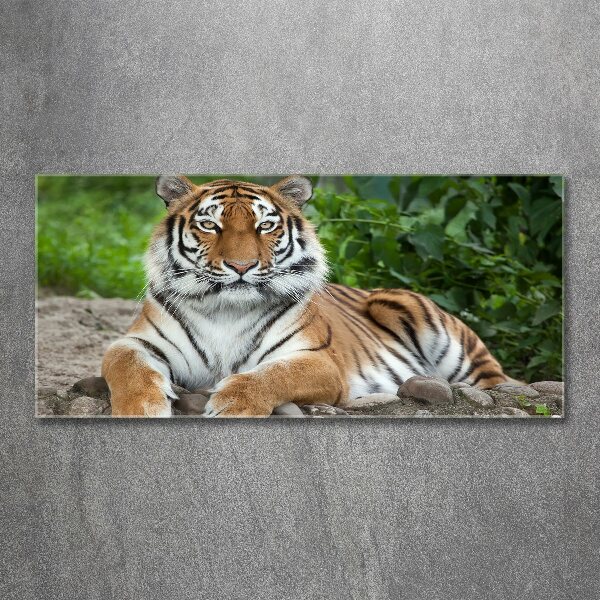 Pintura en acrílico horizontal tigre siberiano