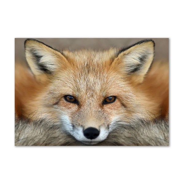 Cuadro metacrilato horizontal Zorro