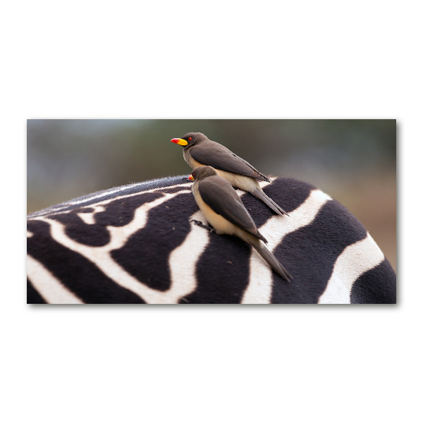 Foto en metacrilato horizontal Pájaros y cebras