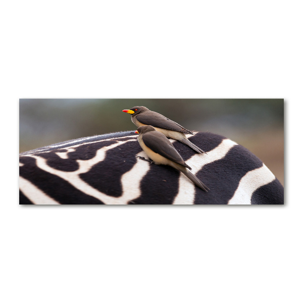 Foto en metacrilato horizontal Pájaros y cebras