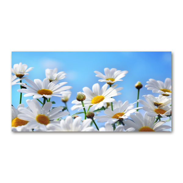 Cuadro metacrilato horizontal margaritas