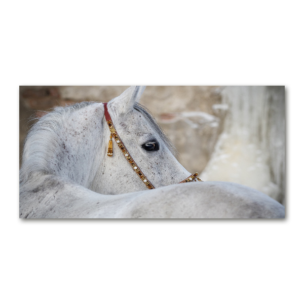 Cuadro metacrilato horizontal Caballo árabe blanco