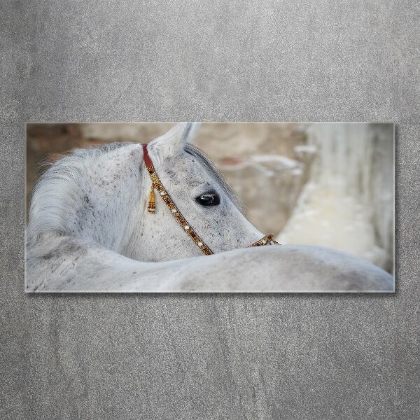 Foto obraz szkło akryl Biały koń arabski