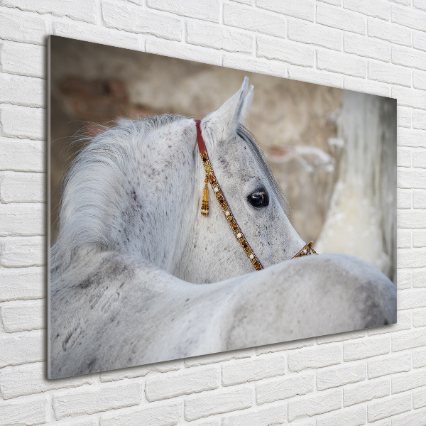 Cuadro metacrilato horizontal Caballo árabe blanco