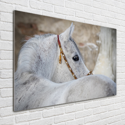 Cuadro metacrilato horizontal Caballo árabe blanco