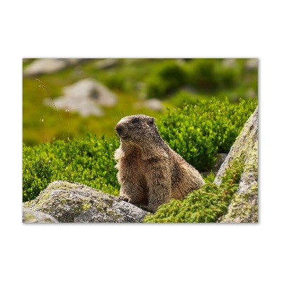 Foto en metacrilato horizontal Marmota de Tatra