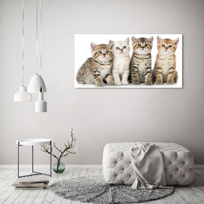 Foto en metacrilato horizontal Pequeños gatos
