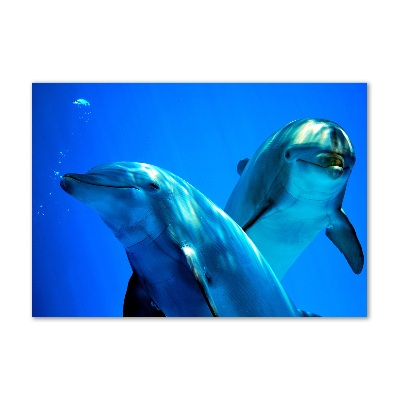 Foto en metacrilato horizontal Dos delfines