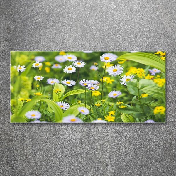 Obraz zdjęcie na ścianę akryl Stokrotki