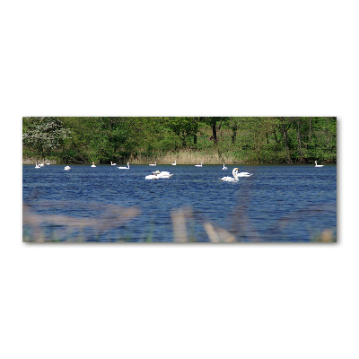 Pintura en acrílico horizontal cisnes blancos