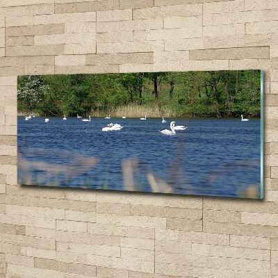 Pintura en acrílico horizontal cisnes blancos