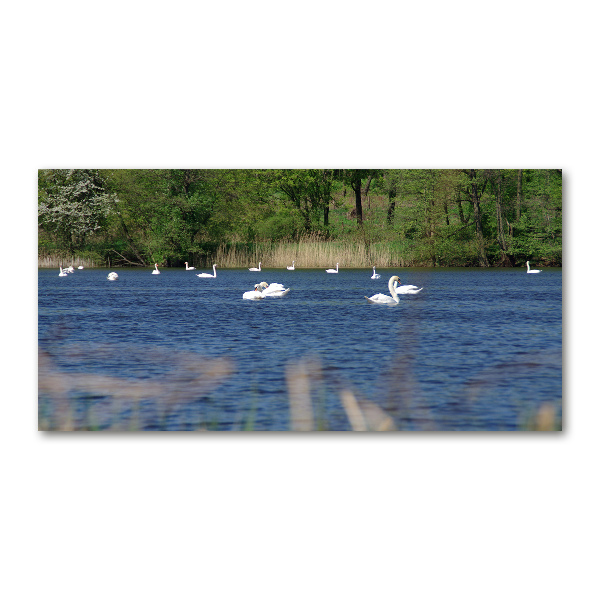 Pintura en acrílico horizontal cisnes blancos