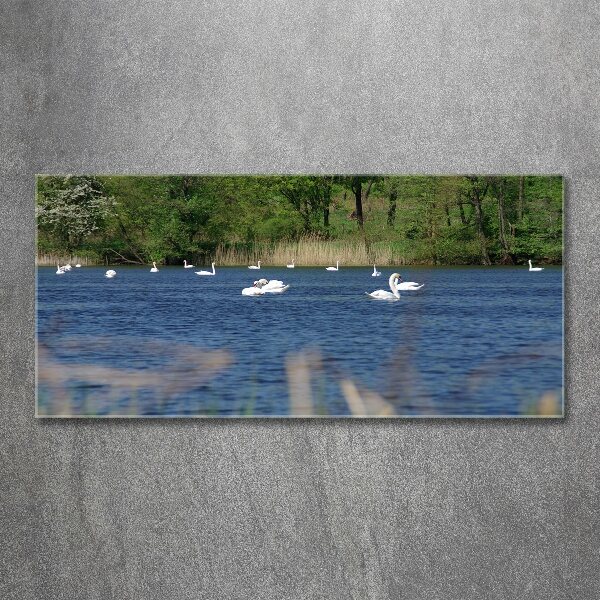 Pintura en acrílico horizontal cisnes blancos