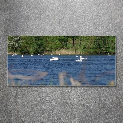 Pintura en acrílico horizontal cisnes blancos