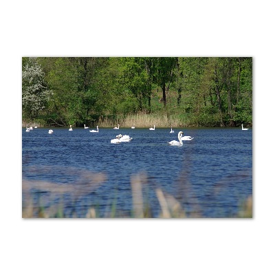 Pintura en acrílico horizontal cisnes blancos