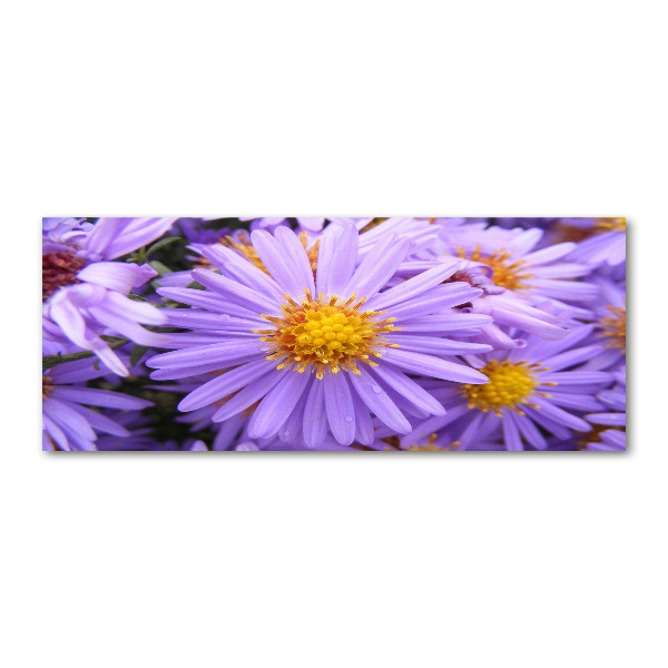 Cuadro metacrilato horizontal Asters