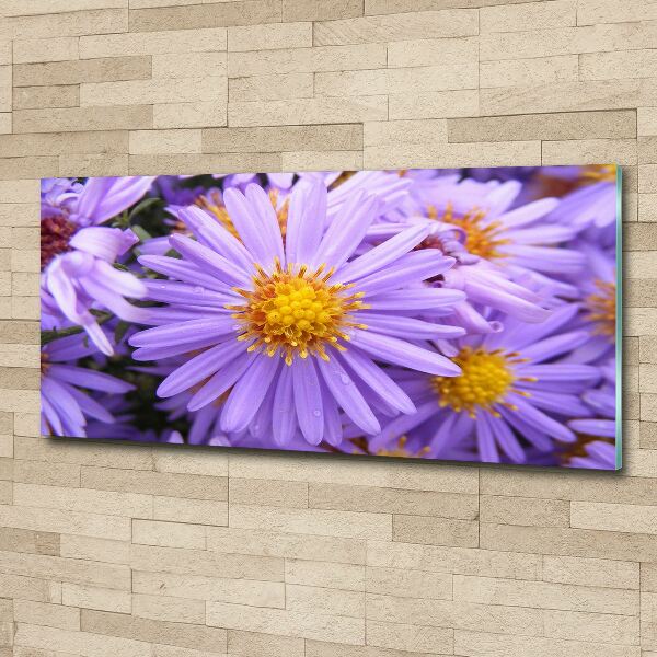 Cuadro metacrilato horizontal Asters