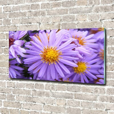 Cuadro metacrilato horizontal Asters