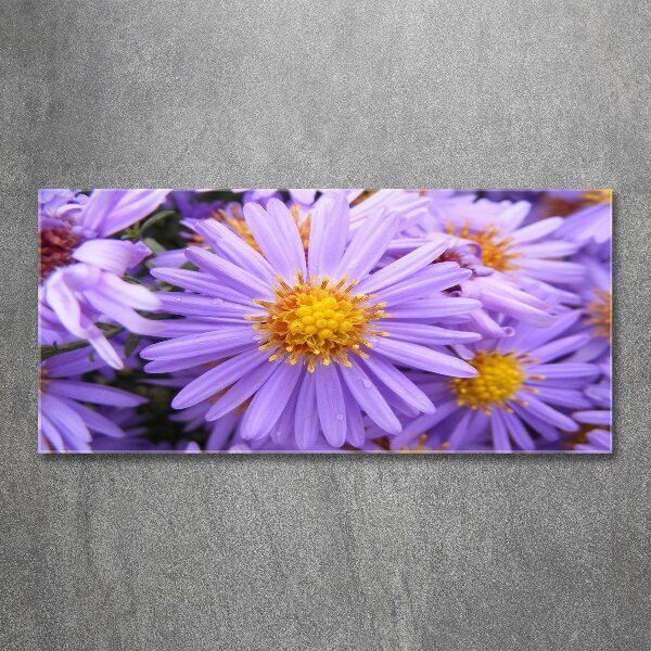 Cuadro metacrilato horizontal Asters