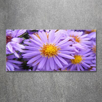 Cuadro metacrilato horizontal Asters