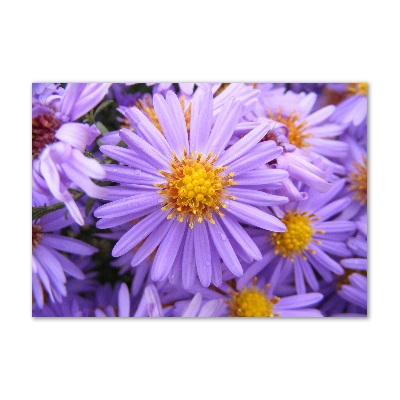 Cuadro metacrilato horizontal Asters
