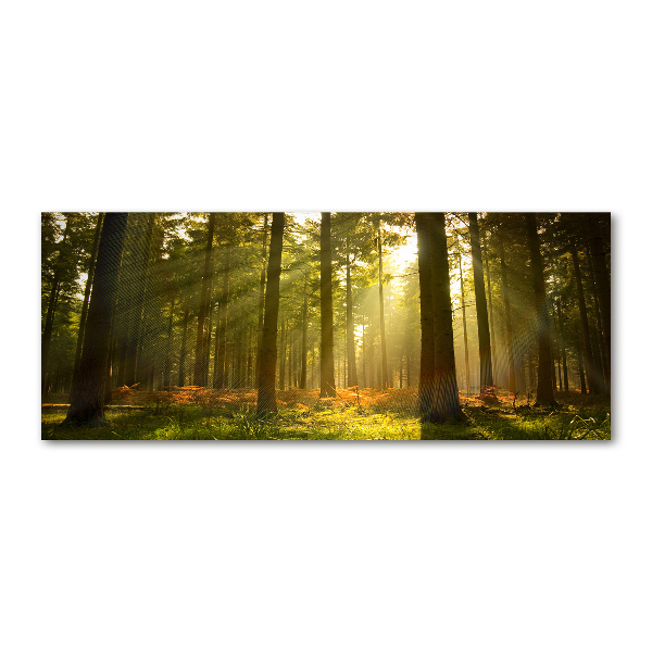 Cuadro acrílico horizontal Bosque al sol