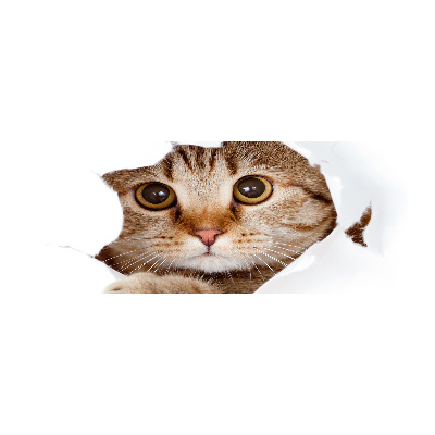 Pintura en acrílico horizontal Gato