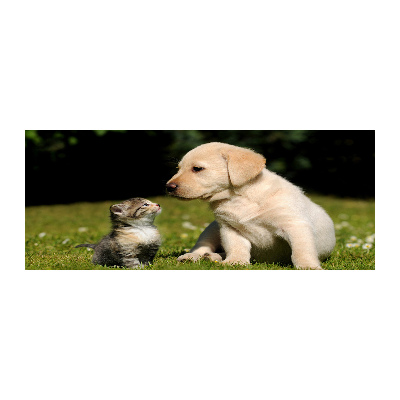 Foto en metacrilato horizontal Perro y gato en el prado